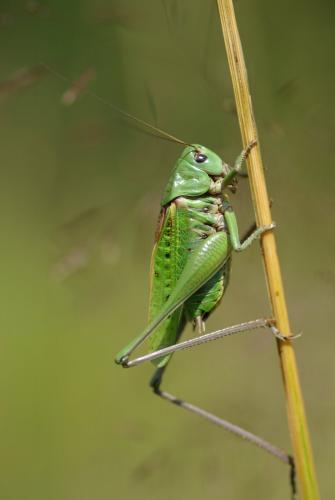Réf. 210 966 : Decticus verrucivorus verrucivorus